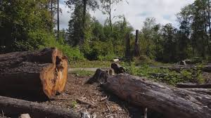 How Our Tree Care Process Works  in  Butte, MT