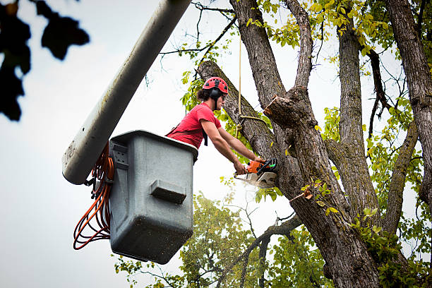 Best Firewood Processing and Delivery  in Butte, MT